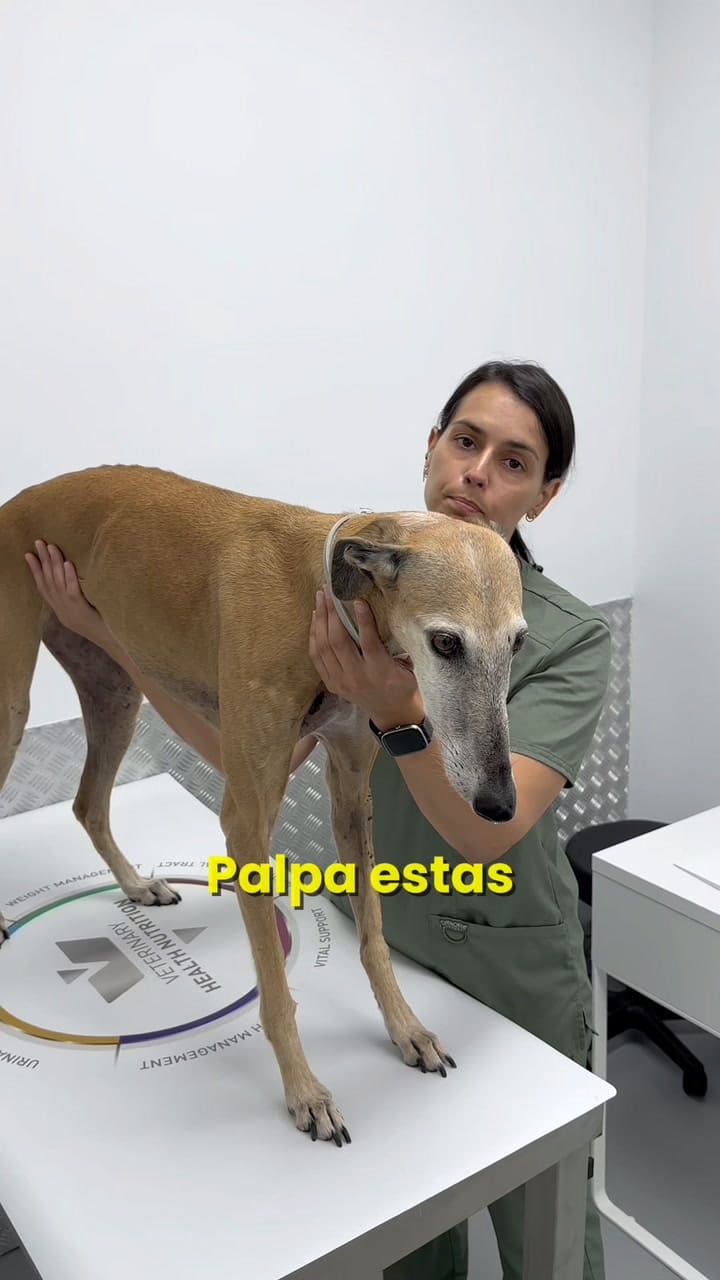 Qué hacer si tu perro tiene un bulto duro en la piel