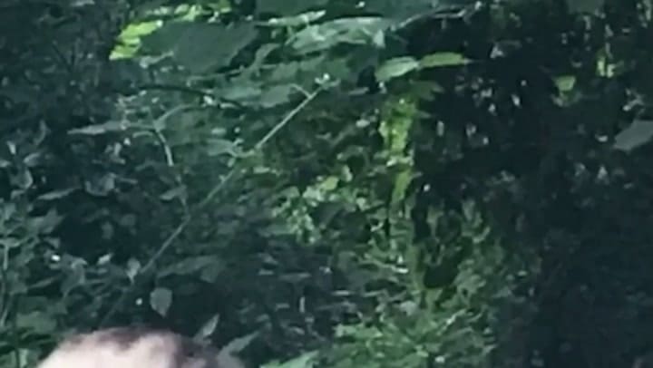 Fantasma En La Selva