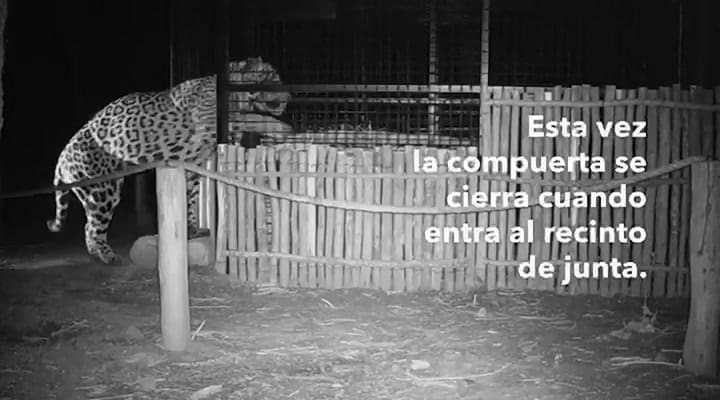 Tania y Qaramtá, la primera junta entre un yaguareté silvestre y otro de cautiverio