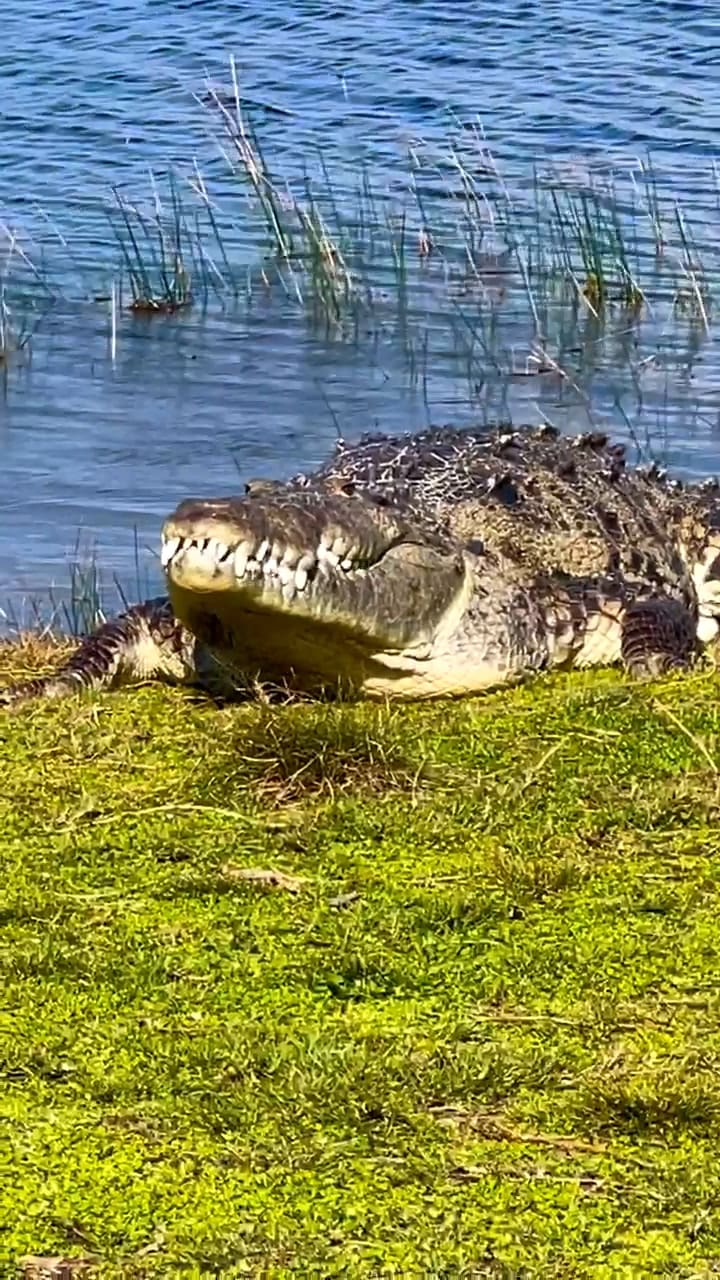 La fotógrafa experta había intentado encontrar al legendario cocodrilo de Florida por mucho tiempo