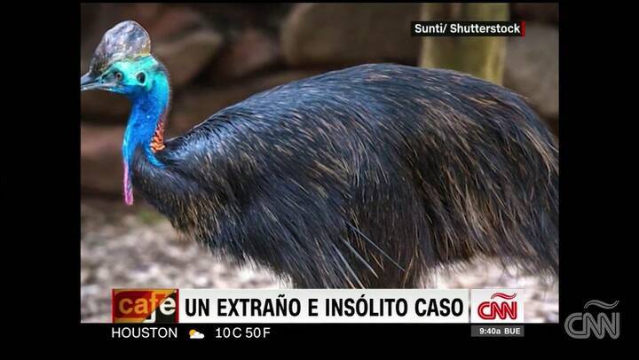 Un hombre murió por el ataque de una ave exótica - Fuente: Reuters