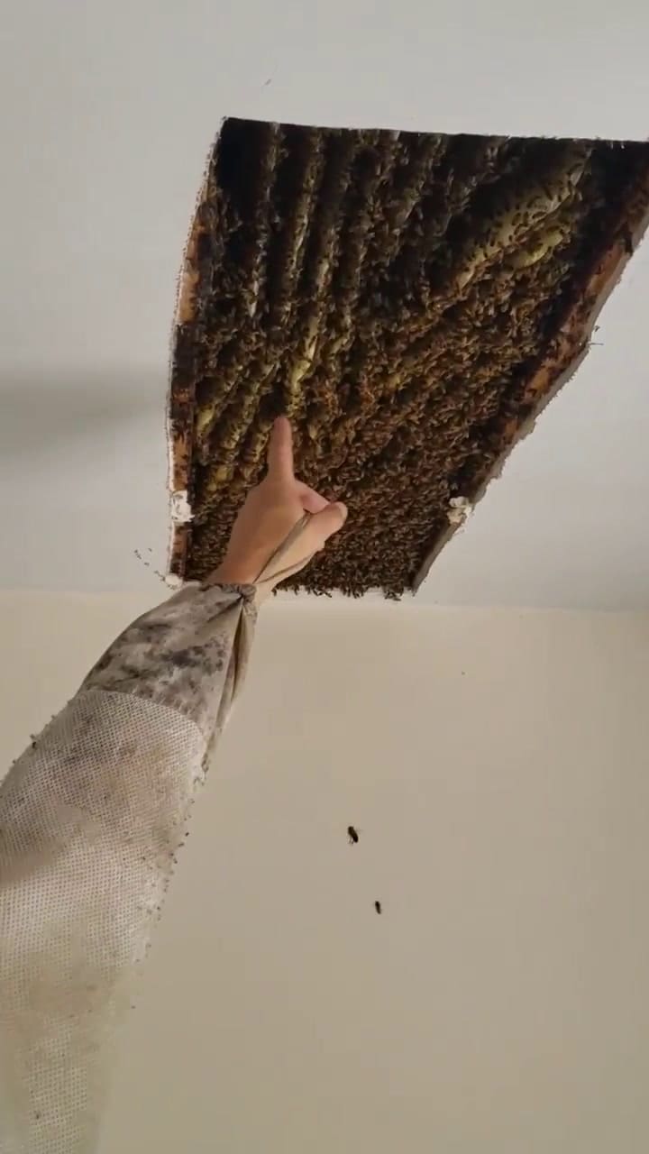 Descubre en su sala más de 100.000 abejas