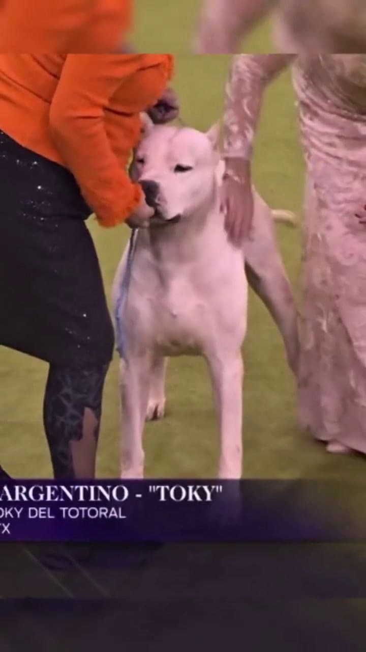 Tokyo, el dogo argentino que ganó uno de los premios más prestigiosos del mundo