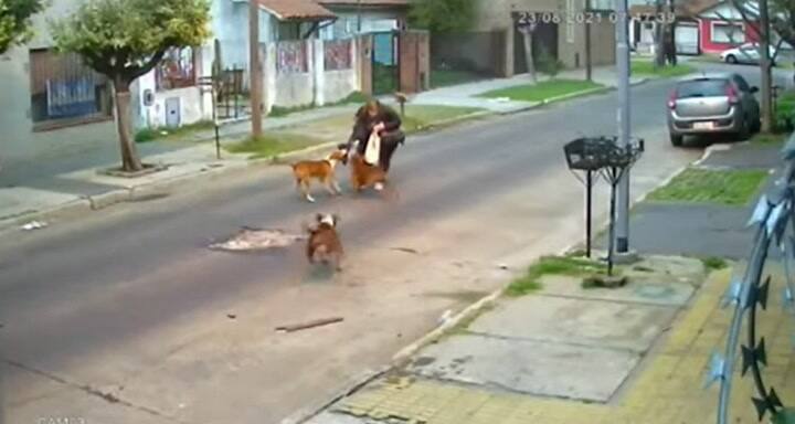 Impactante ataque de tres perros a una mujer en el partido de San Martín