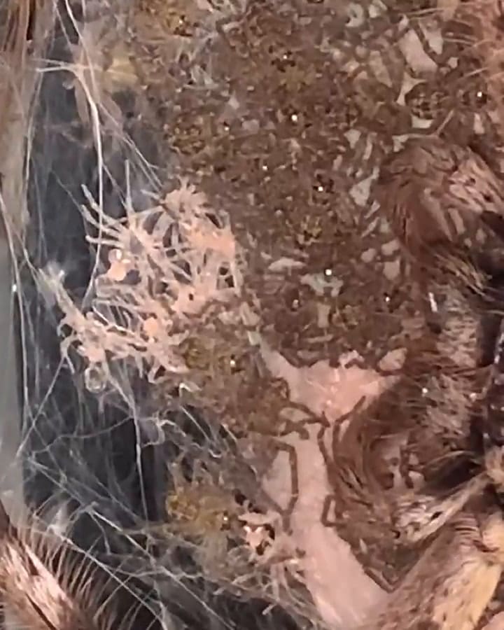 Una mujer ayudó a una araña a dar a luz a 200 crías y los adoptó de mascota - Fuente: Instagram