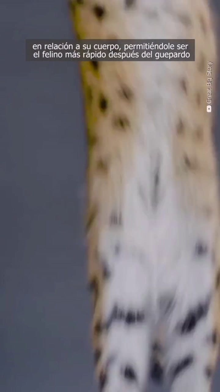 El gato con raíces salvajes que solo es recomendando para expertos en felinos