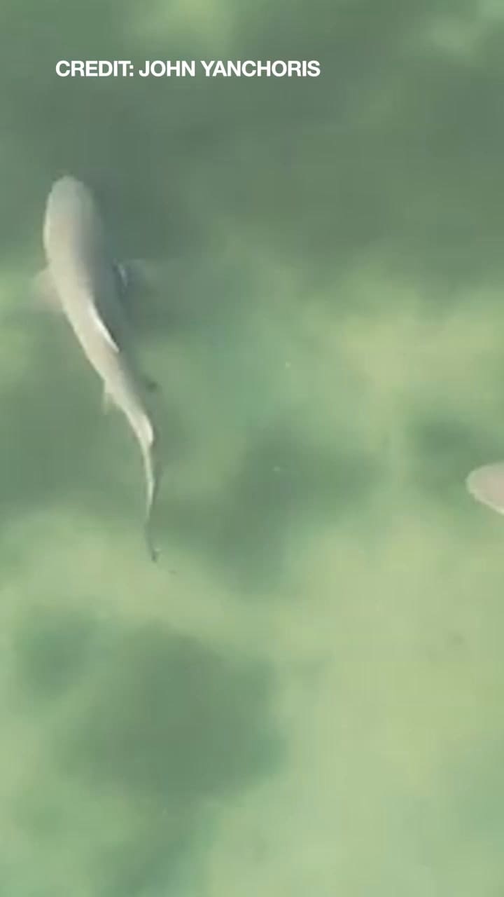 Tiburones En Las Playas De Florida