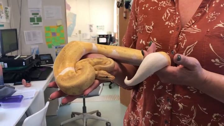 La Sociedad Protectora de Animales de la Libertad reportóel hallazgo de un pitón en Nueva Jersey