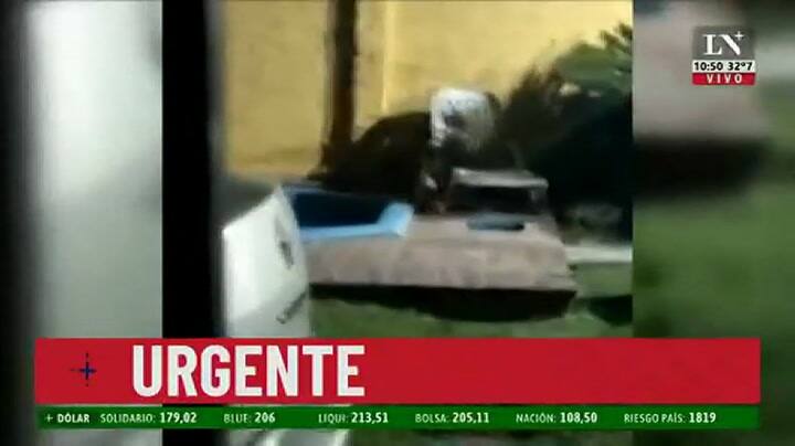 Alerta por un puma suelto en Longchamps