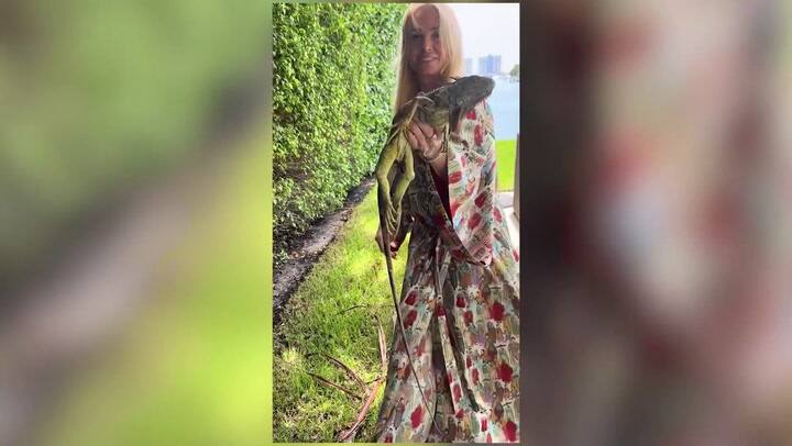 El Desopilante Video De Susana Giménez Con Su Hija Mercedes Tras Encontrar Una Iguana En Su Casa De Miami Tn