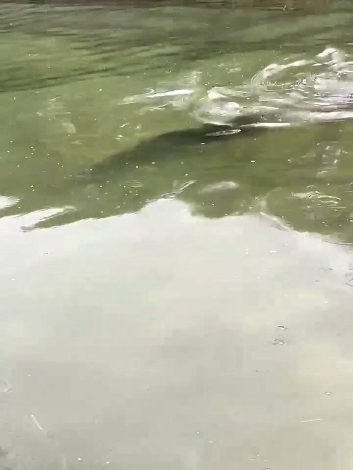 Caiman Visto En El Rio Grande De Texas