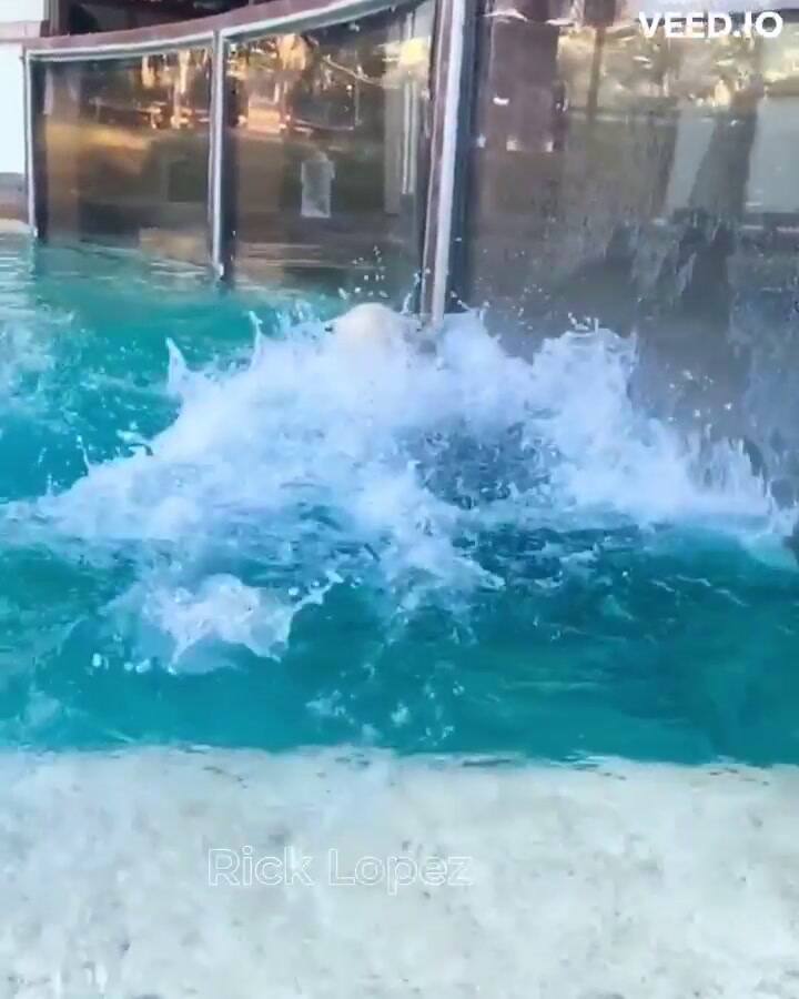 El Tarzán de la vida real: muestra cómo es su día a día conviviendo con animales