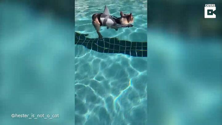 La tierna gata que nada con chaleco salvavidas y conquistó las redes