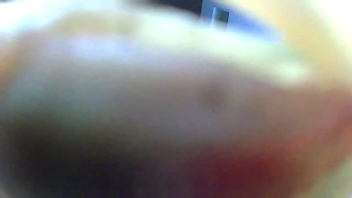 Así se vio la extraña criatura en una casa de Florida