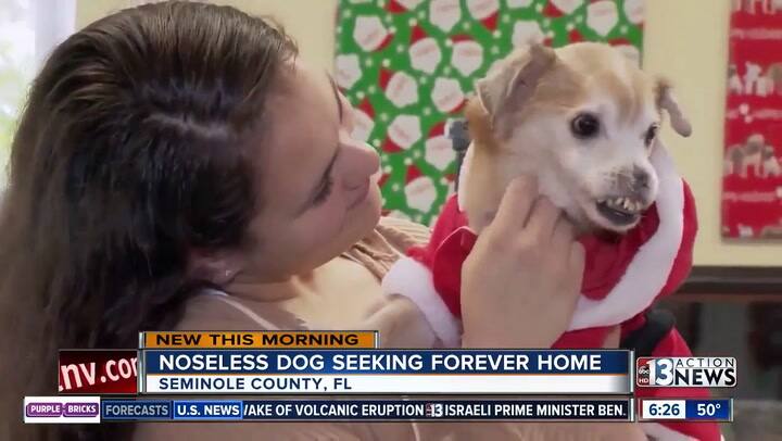 El perrito sin nariz que todos aman en las redes