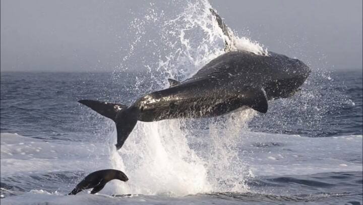 El dramático momento en que un tiburón blanco se devora a una foca - Fuente: YouTube