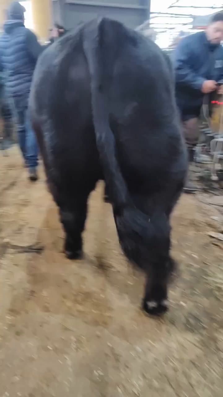 Uno de los animales de la raza Angus con los que compitió en Palermo