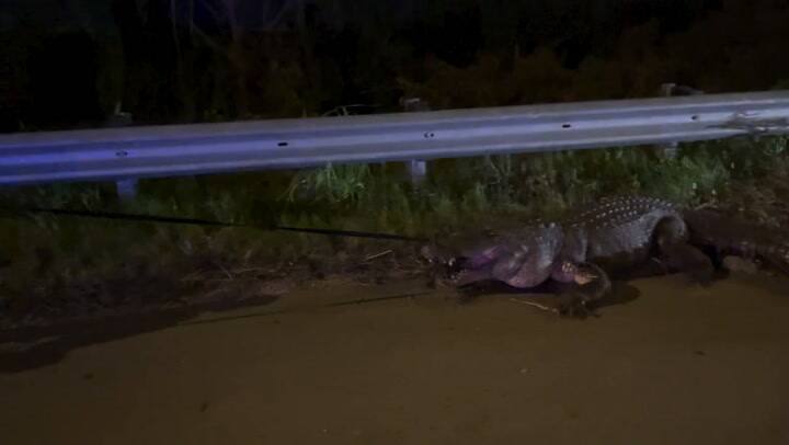 Cocodrilo 1