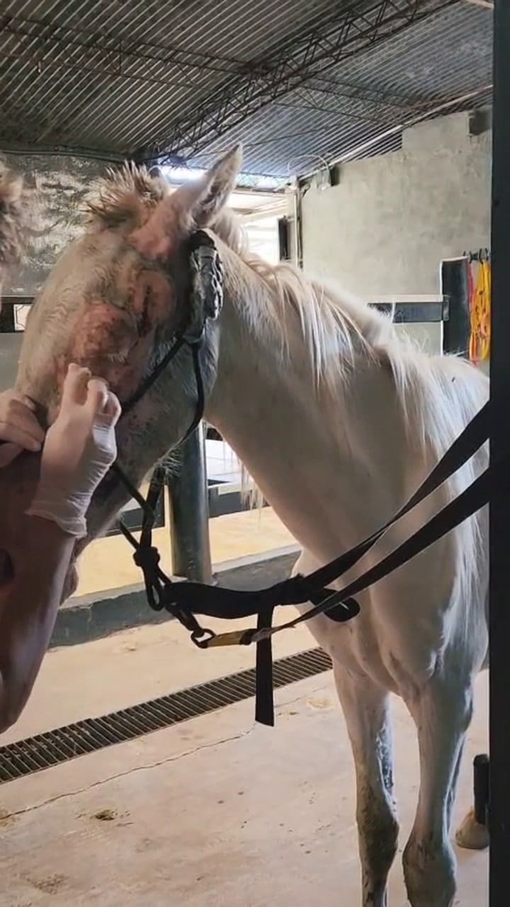 Los caballos llegan en condiciones muy delicadas, con lesiones graves o enfermedades avanzadas