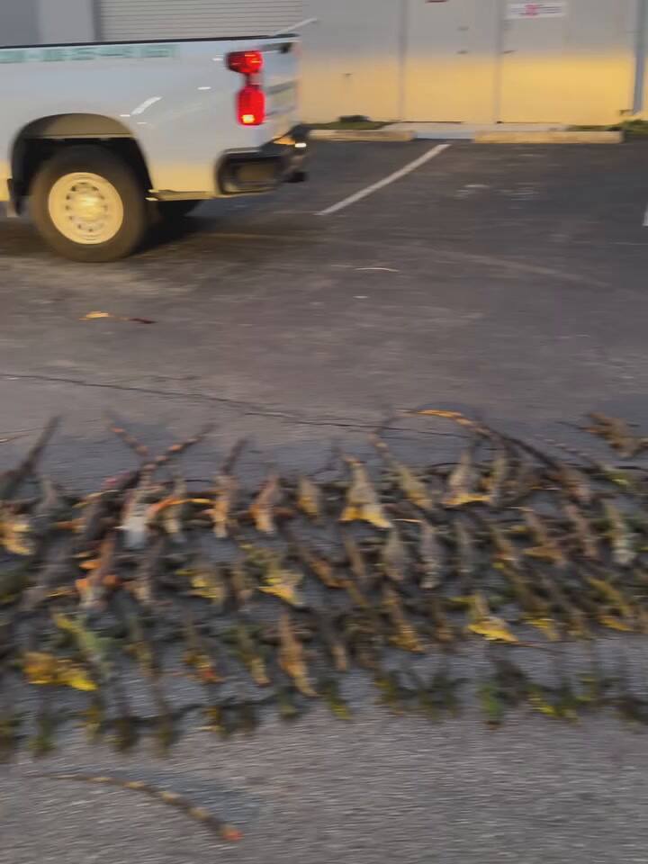Miles de iguanas congeladas fueron capturadas durante la ola de frío en Florida