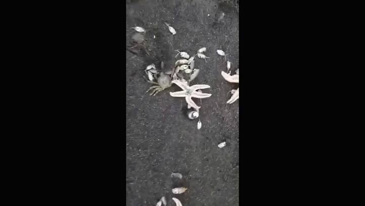 Cientos de estrellas de mar quedaron varadas en una playa de Chile - Fuente: Twitter