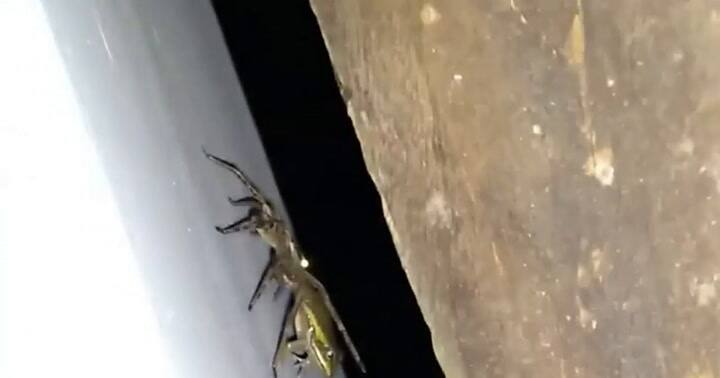 Una araña gigante se devora a una rana en la India