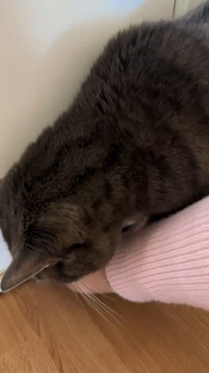 Cómo colocar o cambiar el burlete de la puerta de tu casa