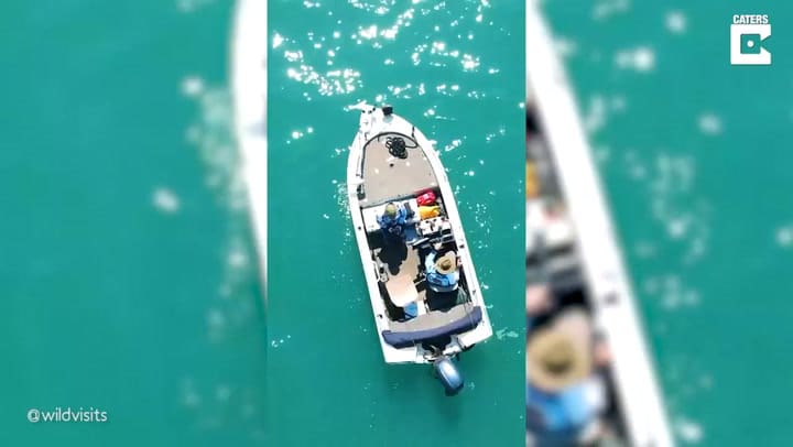 Aterrador: el acoso de un cocodrilo a una embarcación en medio del océano