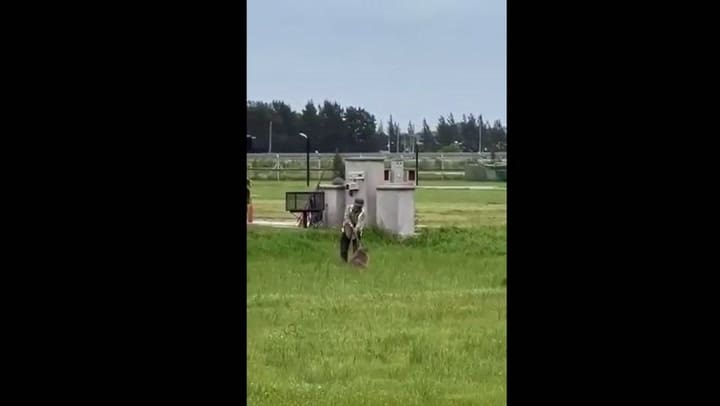 Golpearon a un carpincho y se lo llevaron