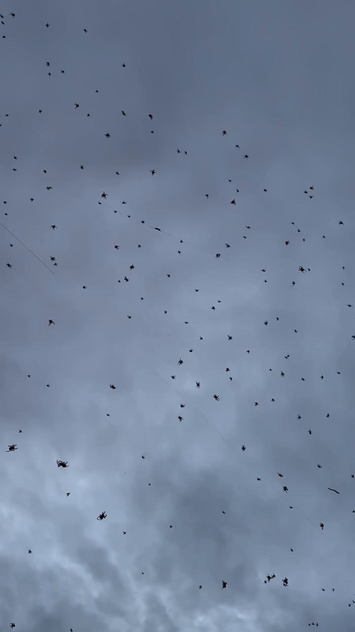 La lluvia de arañas sorprendió a Brasil