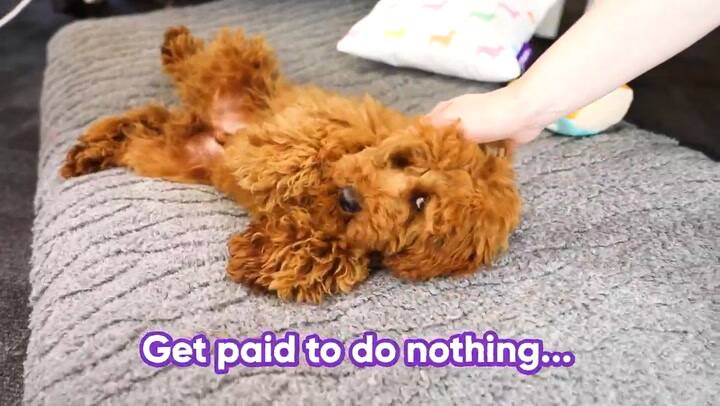 Ofrecen casi 2800 dolares para cuidar perros de 9 a 17