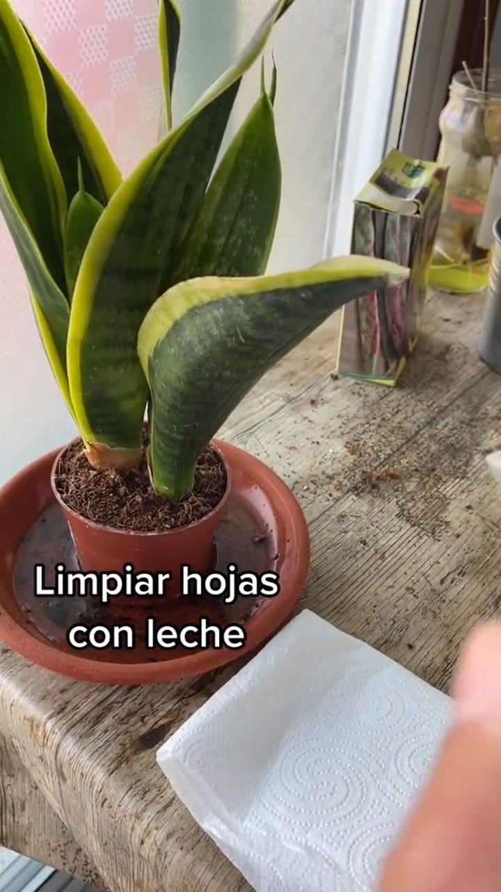 Cómo cuidar las hojas de las plantas con leche vacuna