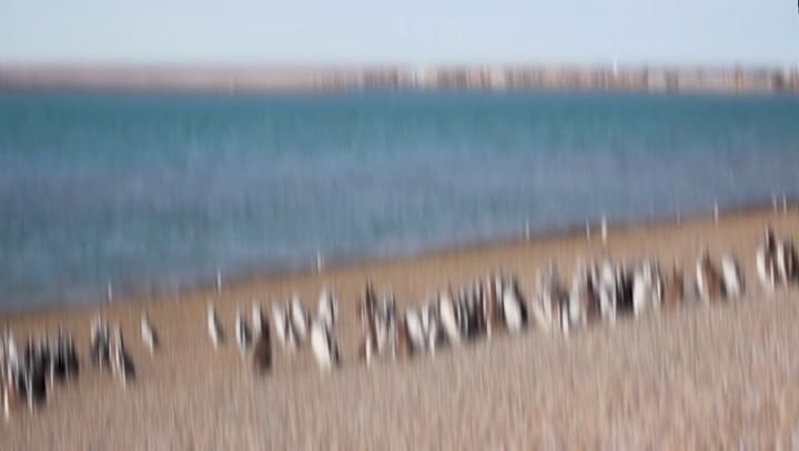 Macroalgas en San Julián - Fundación Por el Mar