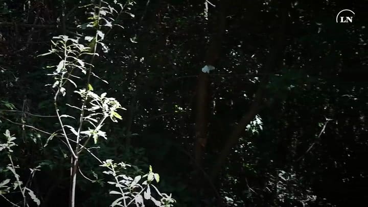 Informe Mariposa Argentina