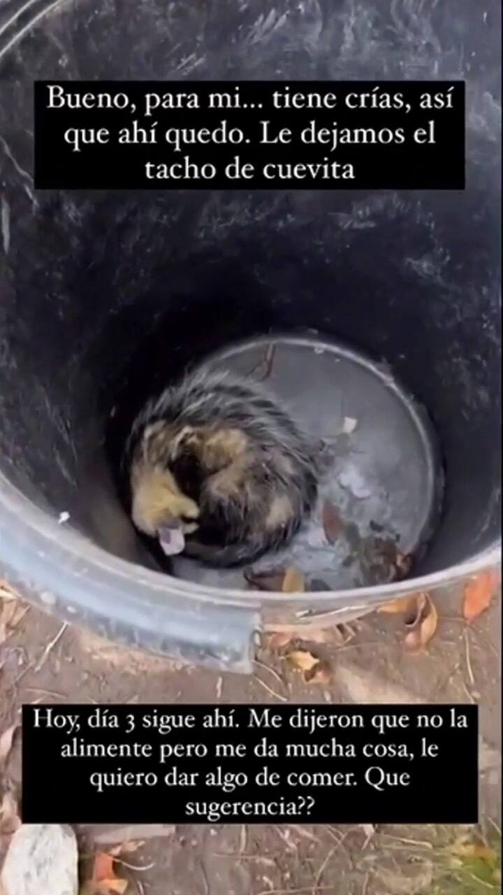 La triste situación que vivió Juana Repetto con una comadreja