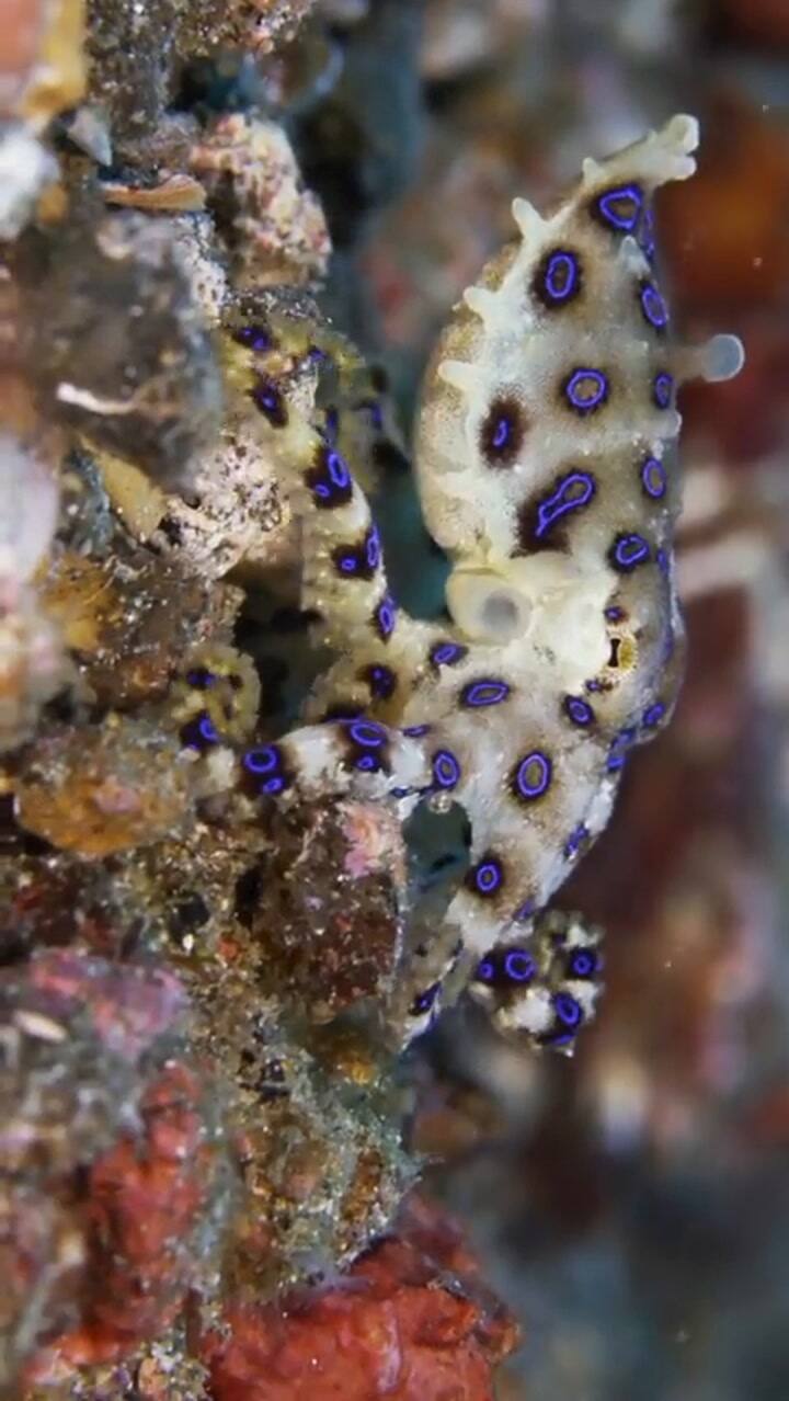 Así es el pulpo de anillos azules