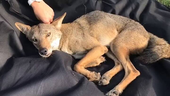 Lo rescató pensando que era un perro y al final era un coyote. Fuente: Facebook