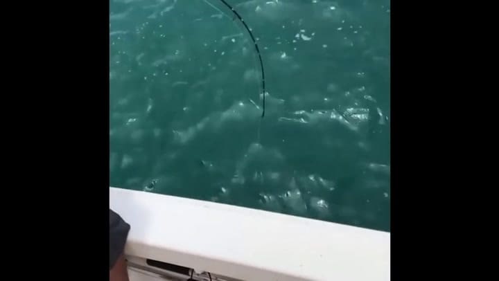 El impresionante video de un mero gigante devorándose a un tiburón en Florida - Fuente: YouTube