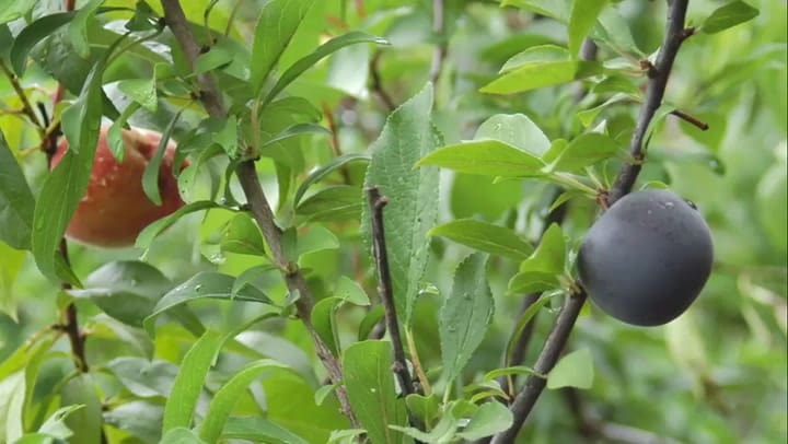 Sam Van Aken, el creador del árbol 'Frankestein' explica su proyecto - Fuente: Kickstarter.com