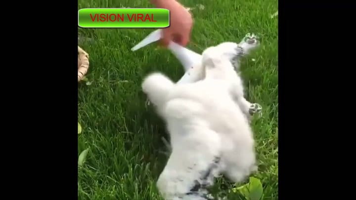 Águilas, entrenados por militares franceses, cazan en vuelo a Drones peligrosos