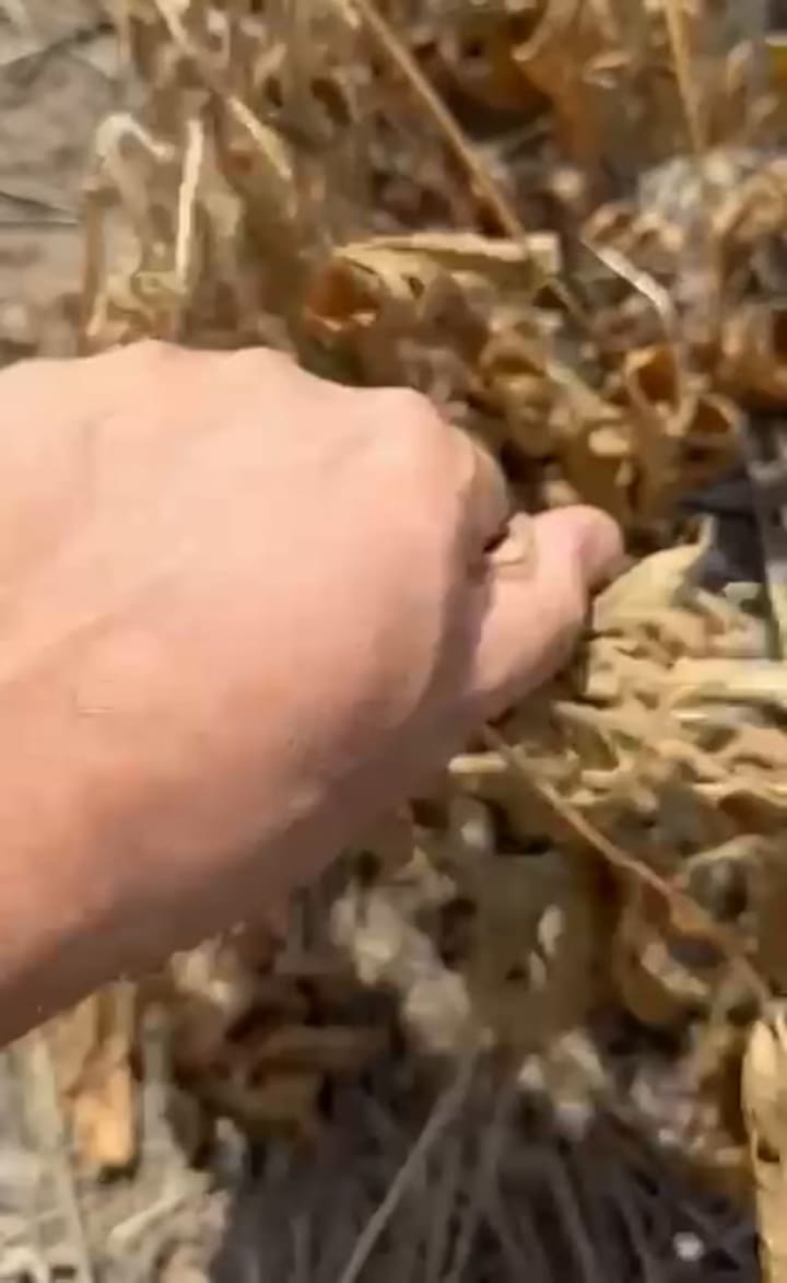 Un Cultivo De Soja Con Estrés Hídrico