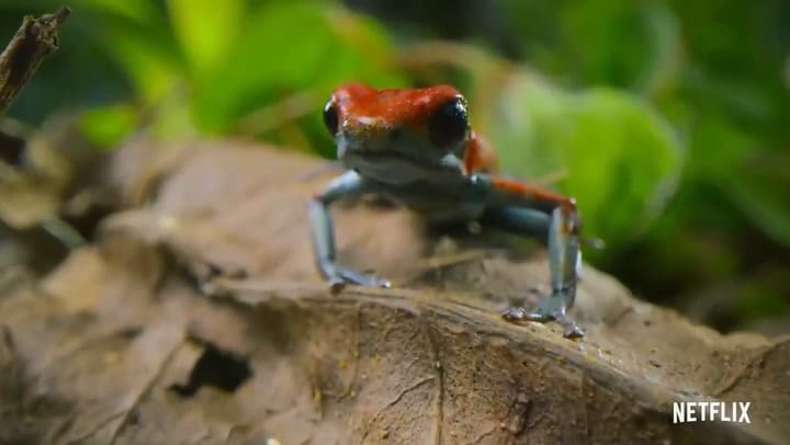 Tráiler de La vida a color con David Attenborough