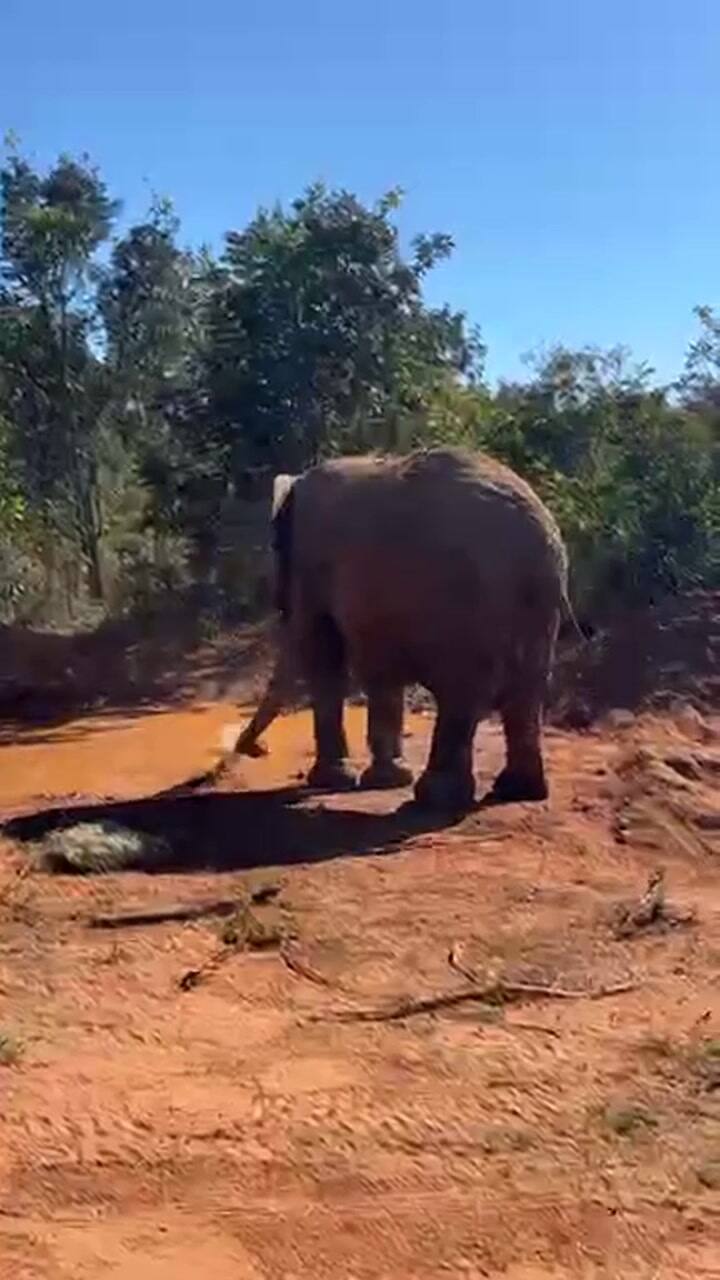 Kenya con agua en el santuario de Brasil