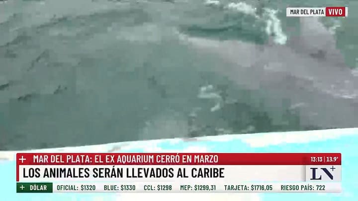 Adrian Faiella, veterinario especialista en fauna marina