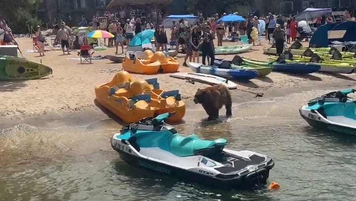 El oso negro caminaba entre la gente, esquivando botes y toallas tiradas