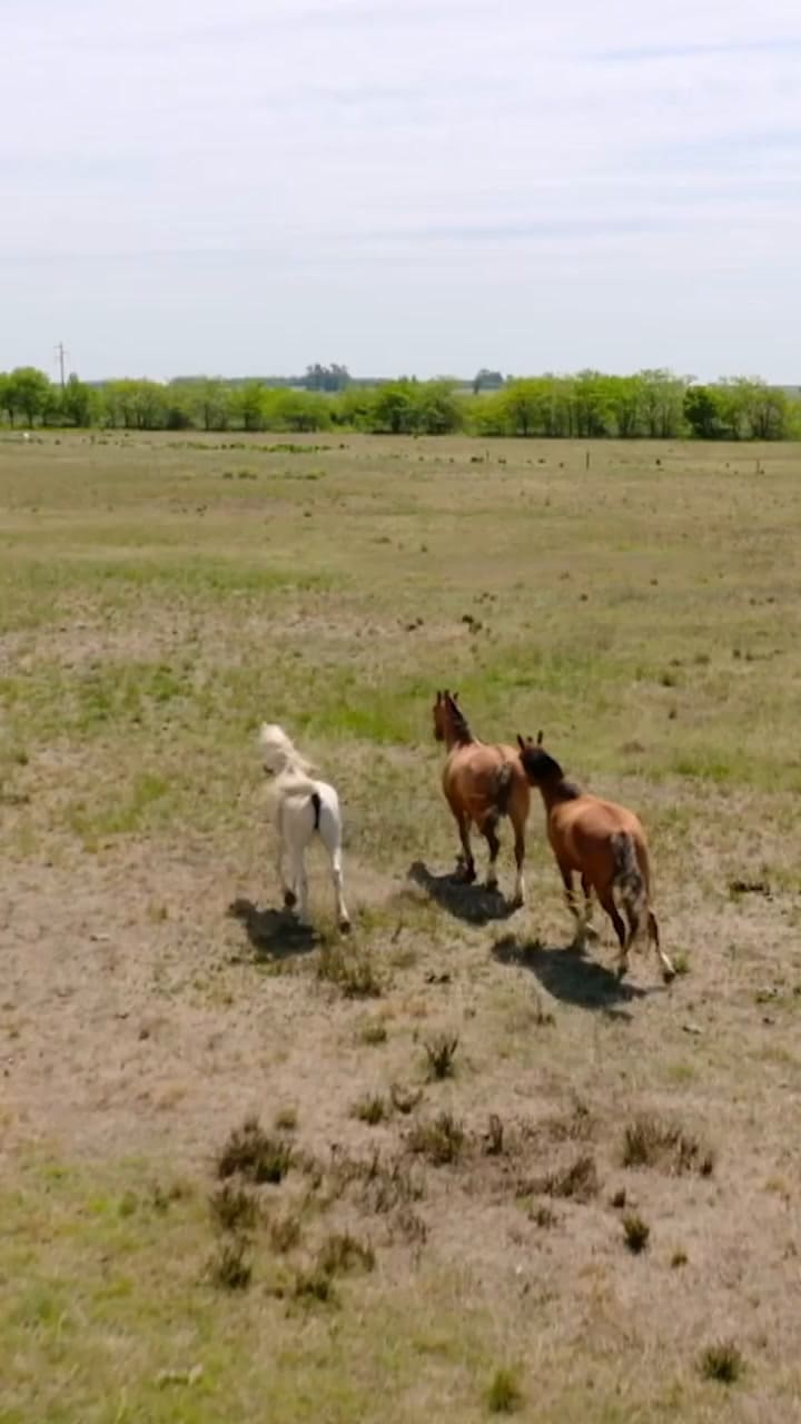 Streammaxar 1728482557 3475085710739482008 53583748433 (1)