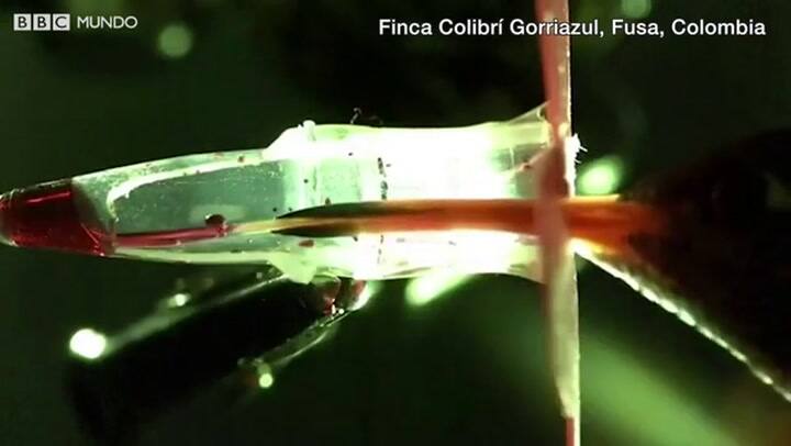 Así funciona la increíble lengua de los colibríes