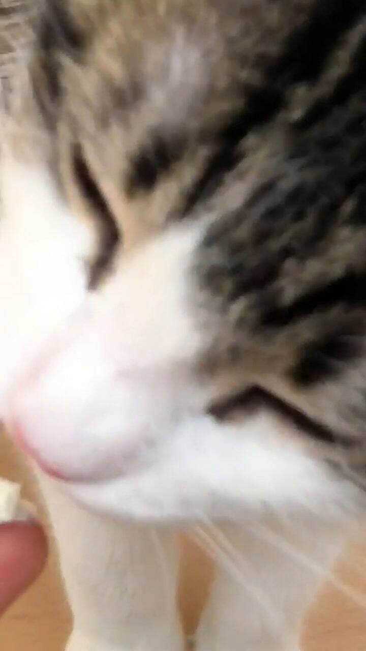 Imágenes tiernas del gatito