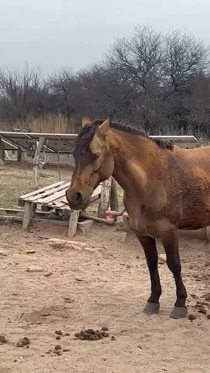A la la productora agropecuaria Graciela Arillo se le quemó más del 95% del campo