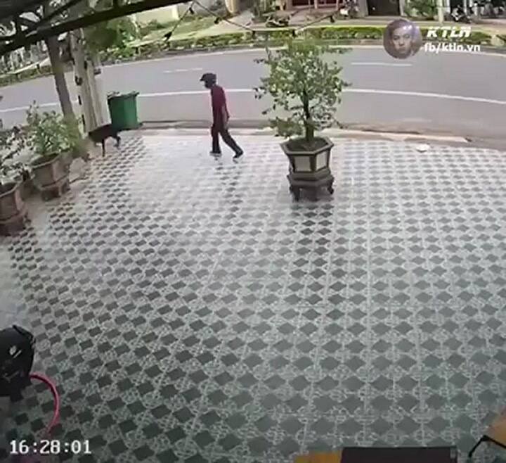 Enfrenta el ataque de dos perros imitando al señor Miyagi, de Karate Kid - Fuente: Facebook